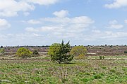 Moorland (gras-heide, lage begroeiing)