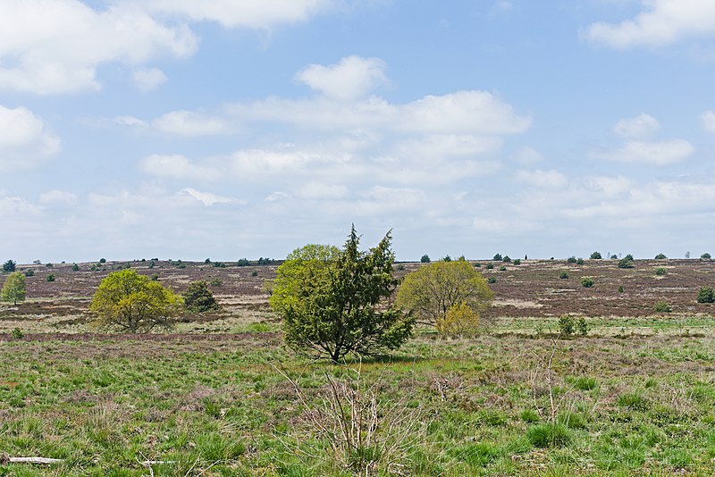 File:Sallandse Heuvelrug Moorland 4.jpg