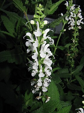 Salvia sylvestris 'Schneehugel'2.jpg