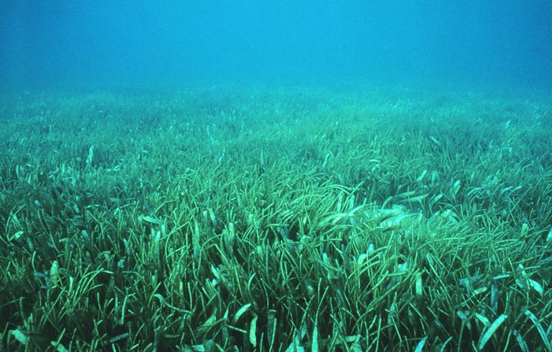 Seagrass Habitats