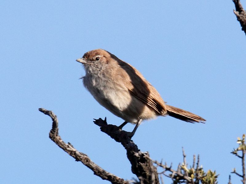 File:Sandy Gallito (Teledromas fuscus) (15960406435).jpg