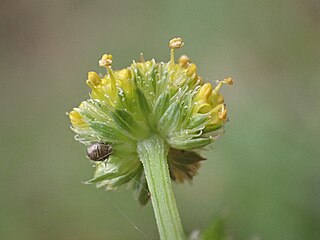 <i>Sanicula hoffmannii</i> Species of flowering plant