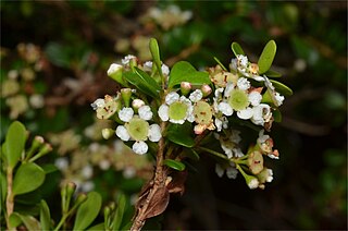 <i>Sannantha tozerensis</i> Species of flowering plant