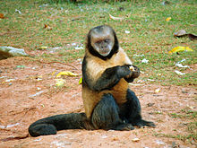The golden-bellied capuchin (Sapajus xanthosternos) is a critically endangered species from the Bahia coastal forests. Sapajus xanthosternos 3.JPG