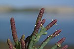 Thumbnail for Salicornia pacifica