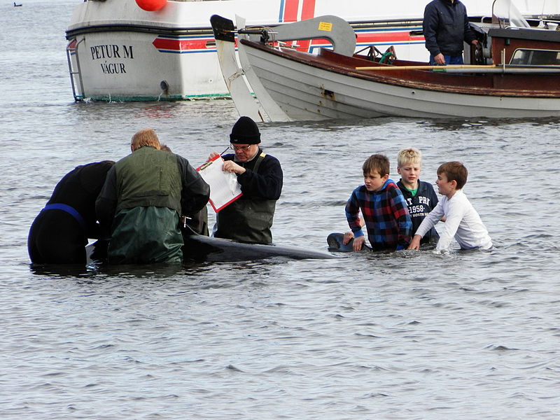 File:Satellite tagging pilot whales in Vágur.JPG