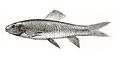 Scaphiodon irregularis