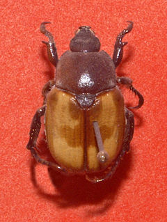 Scarabaeidae - Anisoplia medicola.JPG