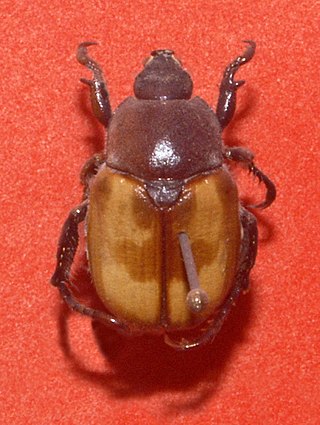 <i>Anisoplia</i> Genus of beetles