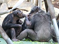 Schimpansen (Pan troglodytes), Tierpark Hellabrunn, München