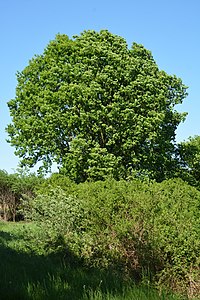 Schleswig-Holstein, Tellingstedt, Landschaftsschutzgebiet Großes Moor Kätner Moor NIK 7088.jpg