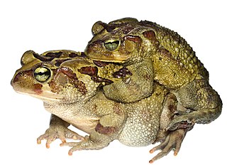 <span class="mw-page-title-main">Eastern leopard toad</span> Species of amphibian