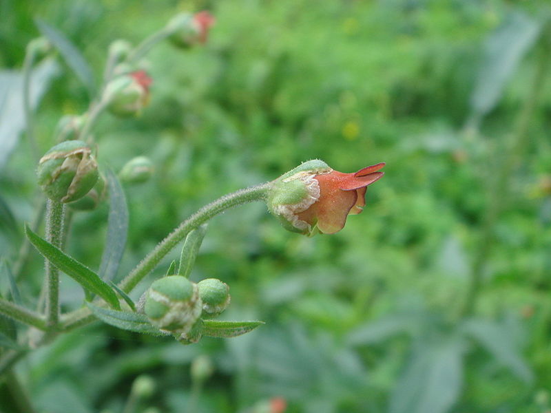 File:Scrophularia sambucifolia 7.JPG