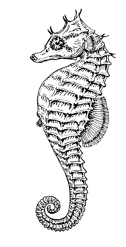 Cavalo-marinho-patagônico – Wikipédia, a enciclopédia livre