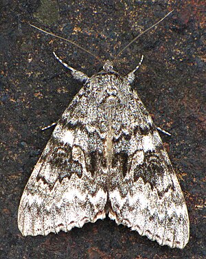 Semirelict Underwing moth.jpg