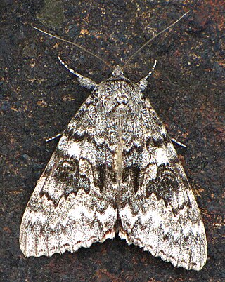 <i>Catocala semirelicta</i> Species of moth