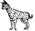 Serval Cat (PSF).png