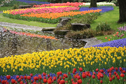 Flowers at Showa Kinen Park