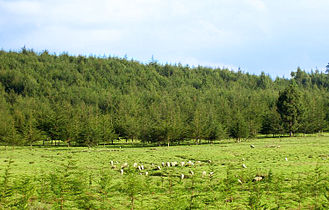 Lampaita laiduntamassa metsäaukiolla.