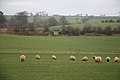 Sheep farming - geograph.org.uk - 297892.jpg
