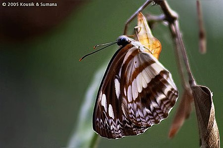 Phaedyma columella