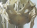 Shoulder girdle bone