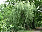 Weide-Trauerweide (Salix alba 'Tristis' )