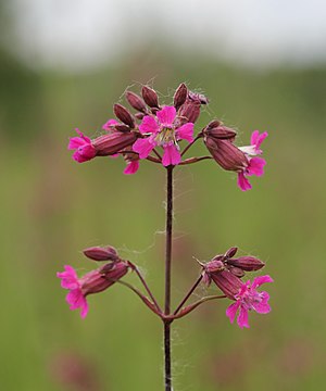 Sticky catchfly