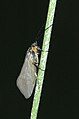 Silo nigricornis (Goeridae)