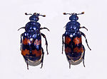 Thumbnail for Nicrophorus vestigator