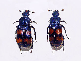 <i>Nicrophorus vestigator</i> Species of beetle