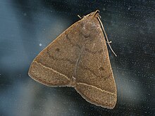 Simplisia rectalis - Совка-простушка (40158259664).jpg