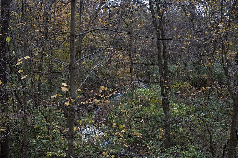 File:Slate Run-Slate Run Creek through a mixed Fall Forest 1.jpg