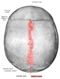 Thumbnail for Sagittal suture