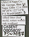 Solenopsis molesta casent0005805 label 1. jpg