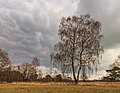 Solitaire berk (Betula) in een prachtig landschap. Locatie, natuurgebied Delleboersterheide – Catspoele.