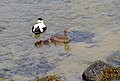 Common eider (Iceland)