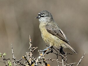 Cape Penduline Tit