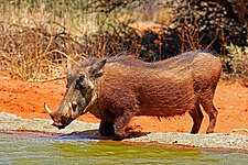 Common warthog (Phacochoerus africanus)