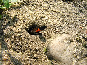 Les Sphecidae ont en commun de creuser des terriers où leurs larves seront nourries d'autres insectes chassés et paralysés