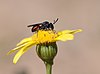 A bee in the genus Sphecodopsis sitting on a flower in South Africa.