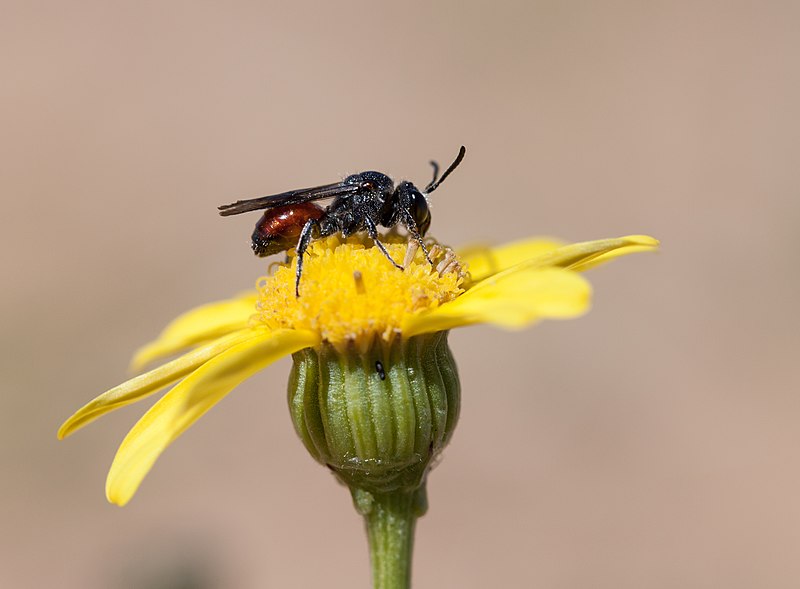 File:Sphecodopsis sp, Sandveld, 2012.jpg