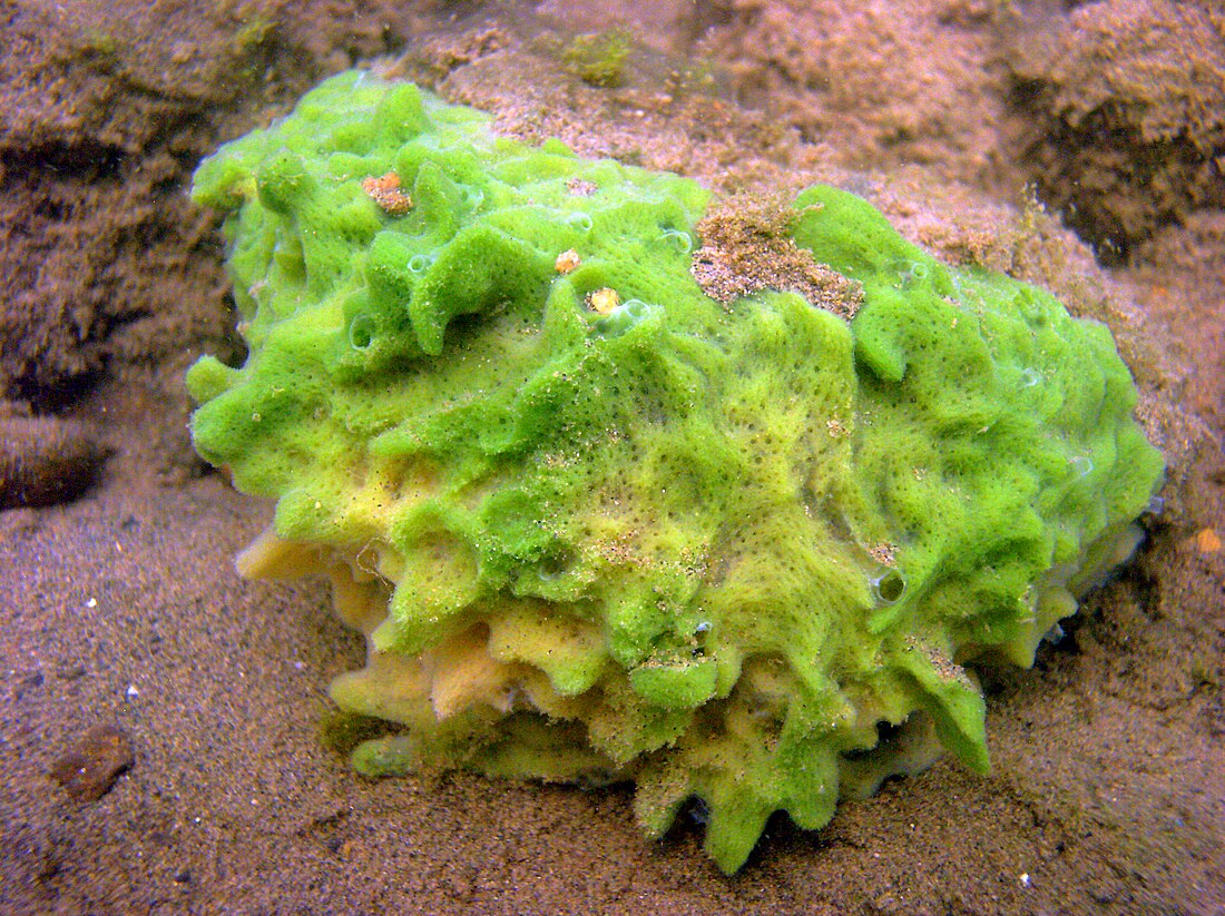 Spongilla