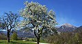 Spring in Povlje, Mount Storžič in the background