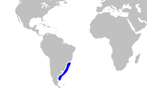 Squatina_argentina_distmap.png resminin açıklaması.