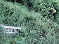 The bus stop at White Railings, St Lawrence, Isle of Wight for a school bus service. The white railings, after which the bus stop is named can be seen to the left of the photo. The bus stop was very overgrown, making it hard to see.