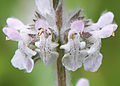 Closeup of Stachys albens flowers