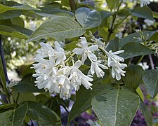 Fleurs de Staphylea × elegans