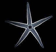 Endosquelette d'étoile de mer