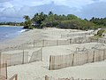 Starr-011104-0055-Prosopis pallida-dune fencing-Kalepolepo-Maui (23915111524).jpg